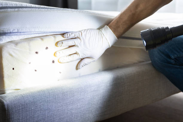 Best Bed Bug Extermination  in Orem, UT