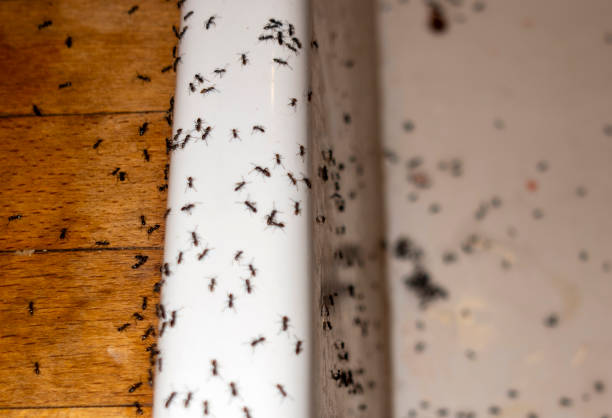 Best Rat Extermination Near Me  in Orem, UT