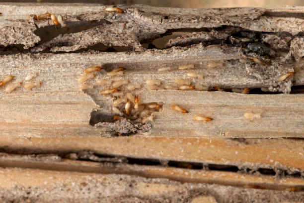 Best Termite Control Services  in Orem, UT