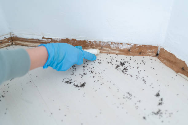 Best Affordable Pest Control Services  in Orem, UT